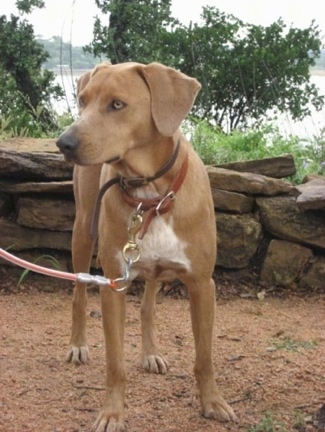 A brown with white American Blue Lacy is standing in dirt, there is a pile of rocks behind it and it is looking to the left.